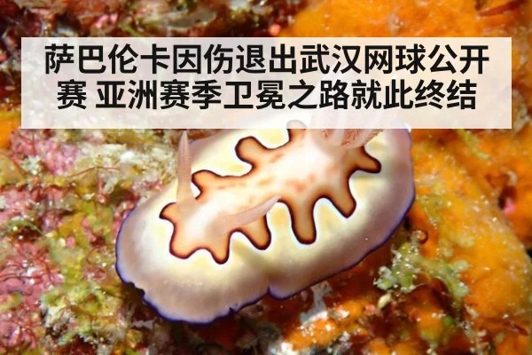 萨巴伦卡因伤退出武汉网球公开赛 亚洲赛季卫冕之路就此终结